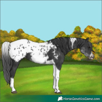 Horse Color:White Spotted Black Splash Tobiano Frame Appaloosa