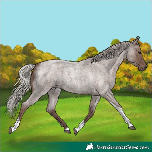 Horse Color:Silver Blue Roan Tobiano 