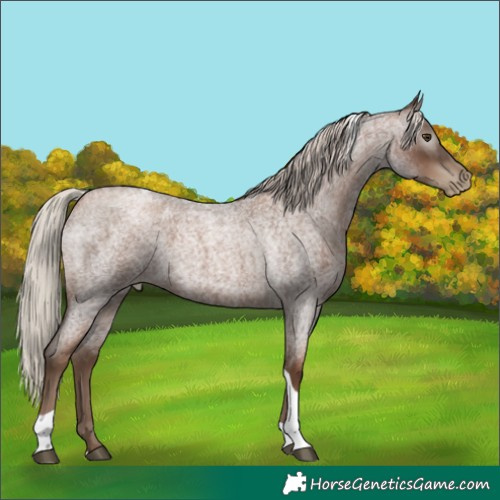 Horse Color:Gray Silver Blue Roan Pearl Tobiano