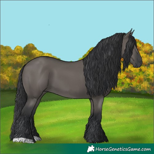 Horse Color:Grullo 