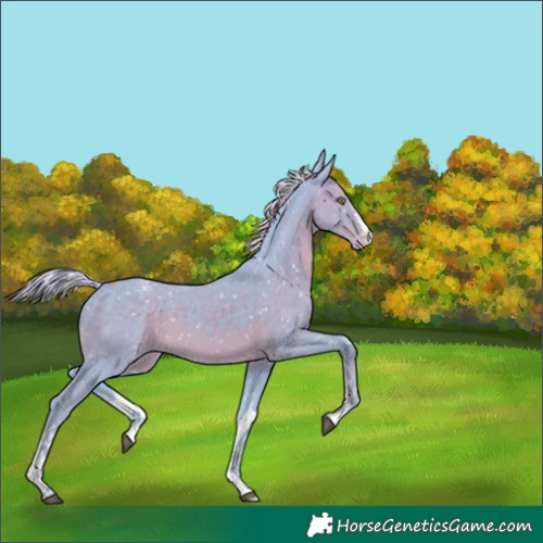 Horse Color:Watercolor White Spotted Silver Black Appaloosa 