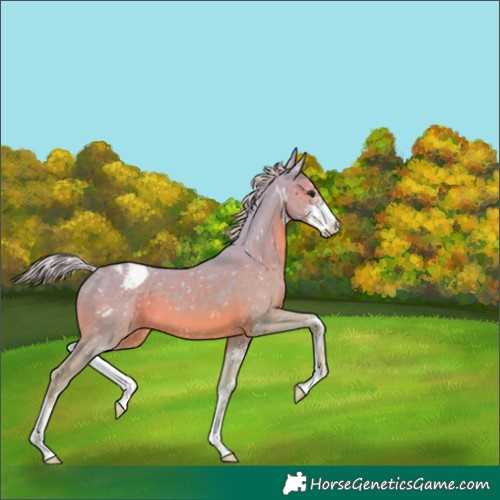 Horse Color:Watercolor White Spotted Silver Black Appaloosa 
