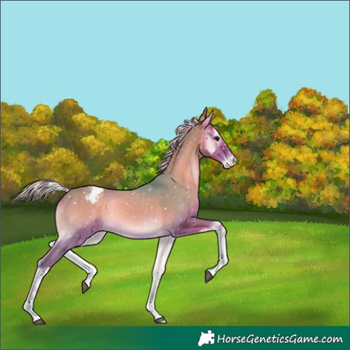 Horse Color:Watercolor White Spotted Silver Blue Onyx Appaloosa 