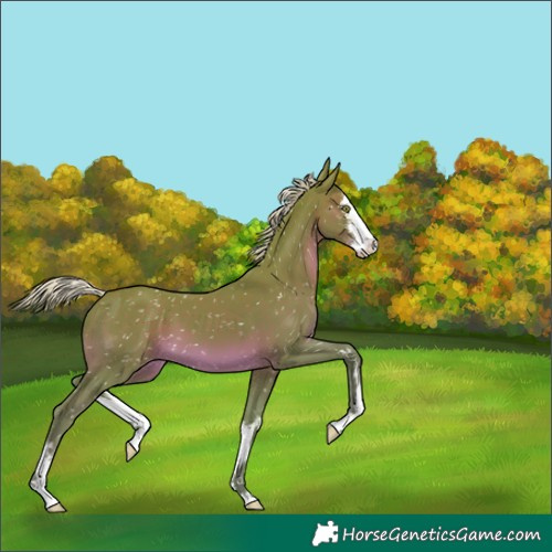 Horse Color:Watercolor White Spotted Silver Black Appaloosa 