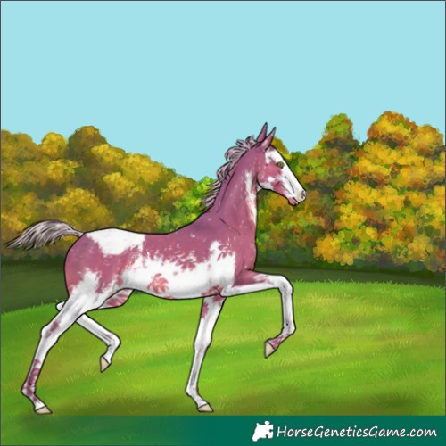Horse Color:Watercolor White Spotted Silver Black Appaloosa 