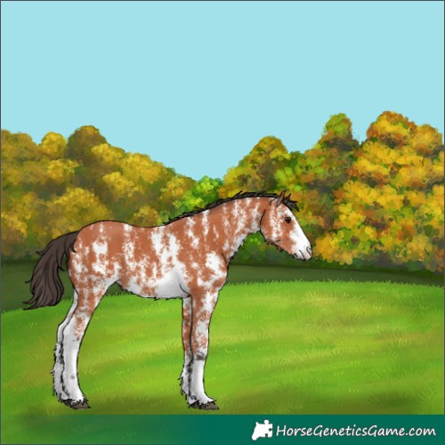 Horse Color:Bay Sabino 