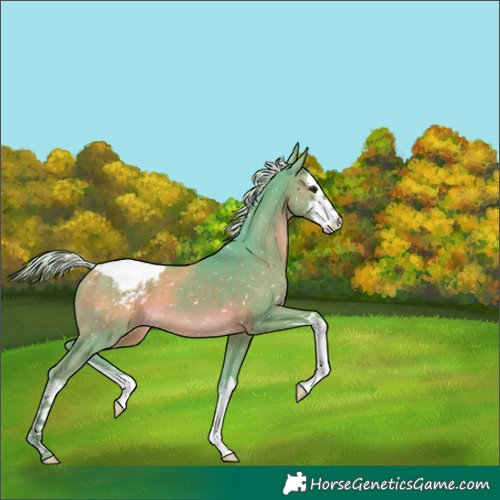 Horse Color:Watercolor White Spotted Silver Black Snowcap 