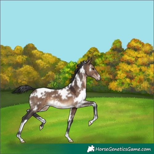 Horse Color:White Spotted Brown Dun 