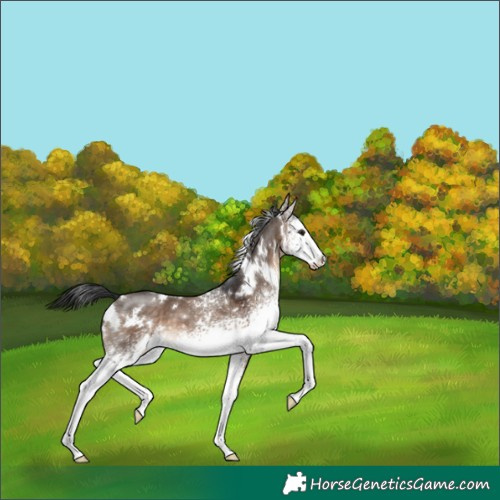 Horse Color:White Spotted Brown Dun 