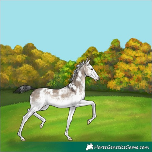 Horse Color:White Spotted Brown Dun 