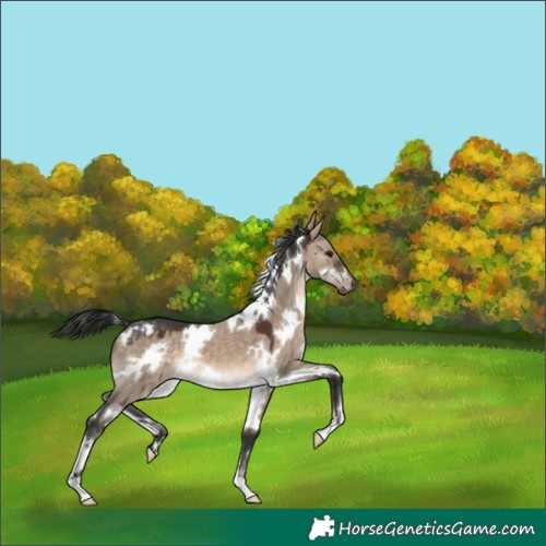 Horse Color:White Spotted Brown Dun 