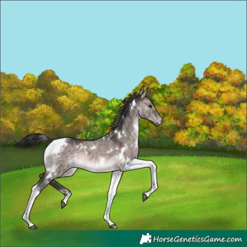 Horse Color:Platinum White Spotted Brown Dun Tobiano 