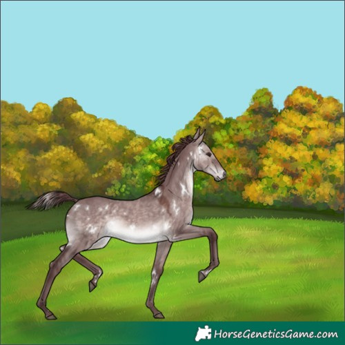 Horse Color:Platinum White Spotted Chocolate Brown Dun 