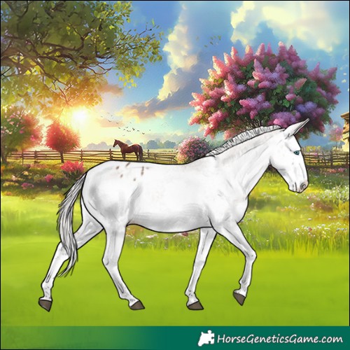 Horse Color:White Spotted Silver Brown Dun Splash Appaloosa 