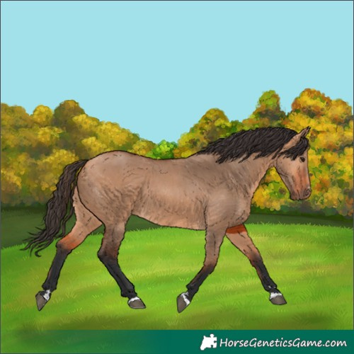 Horse Color:Bay Dun
