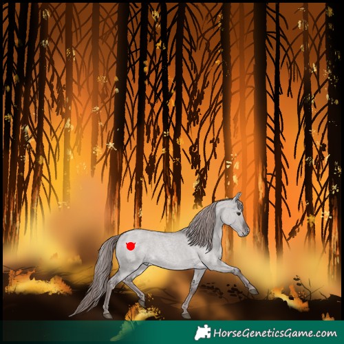 Horse Color:Platinum Liver Red Dun Roan 