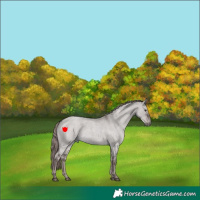 Horse Color:Platinum Liver Red Dun Roan