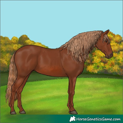 Horse Color:Chestnut 