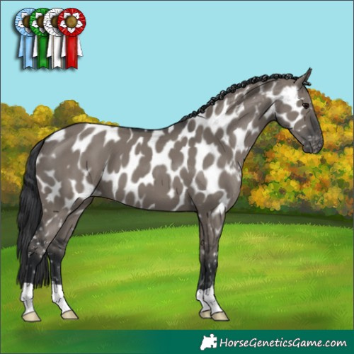 Horse Color:Grullo Appaloosa 