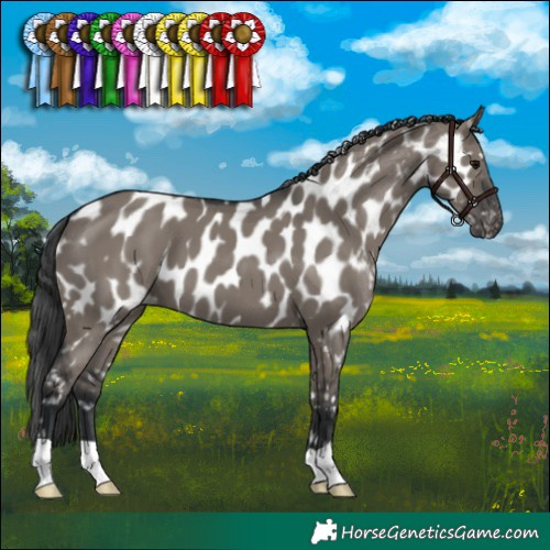 Horse Color:Grullo Appaloosa 