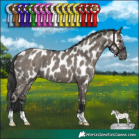Horse Color:Grullo Appaloosa