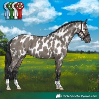 Horse Color:Grullo Appaloosa 