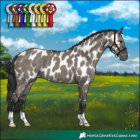 Horse Color:Grullo Appaloosa 