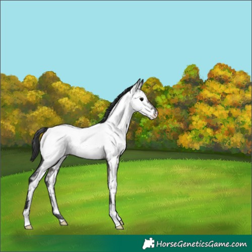Horse Color:Grullo Fewspot 