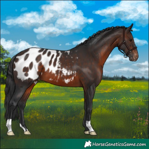 Horse Color:Brown Appaloosa 