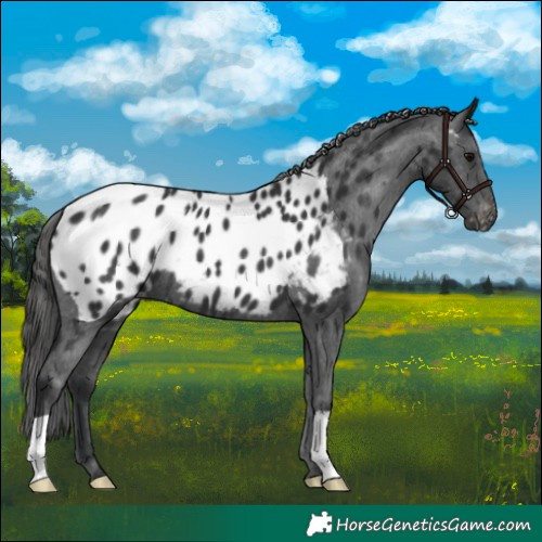 Horse Color:Black Near Leopard 