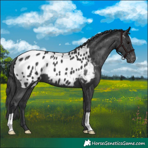 Horse Color:Black Appaloosa