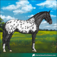 Horse Color:Black Appaloosa 