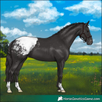 Horse Color:Smoky Black Appaloosa 