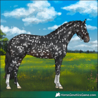 Horse Color:Brown Appaloosa