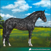 Horse Color:Brown Appaloosa 