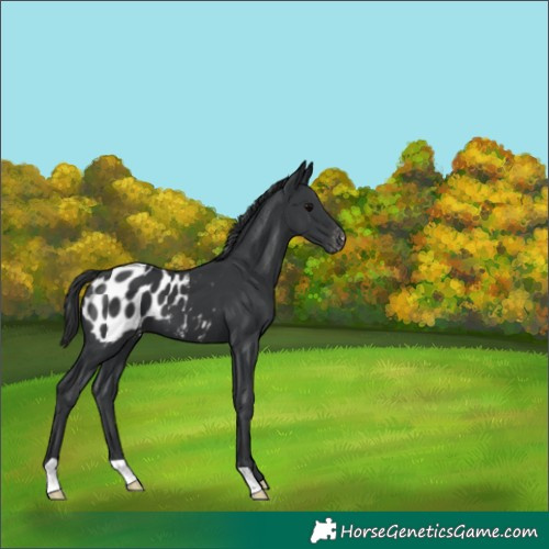 Horse Color:Black Appaloosa 