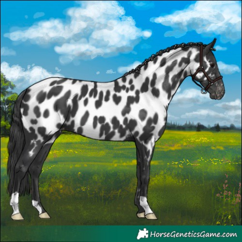 Horse Color:Black Near Leopard 