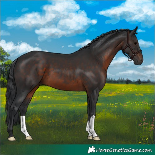 Horse Color:Brown 