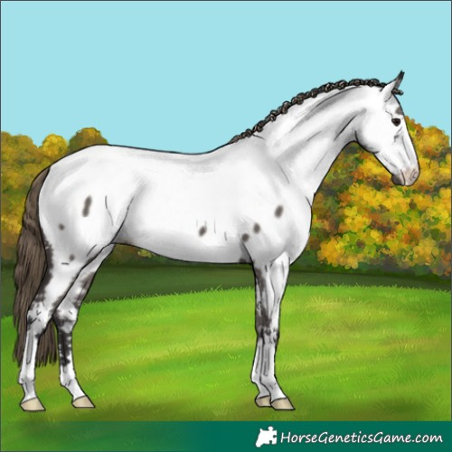 Horse Color:Smoky Grullo Near Fewspot 