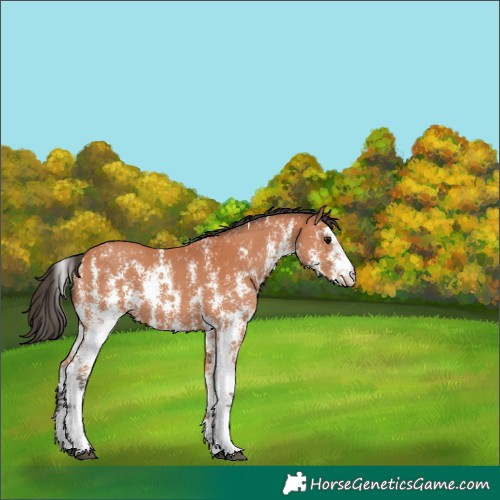 Horse Color:Bay Sabino 