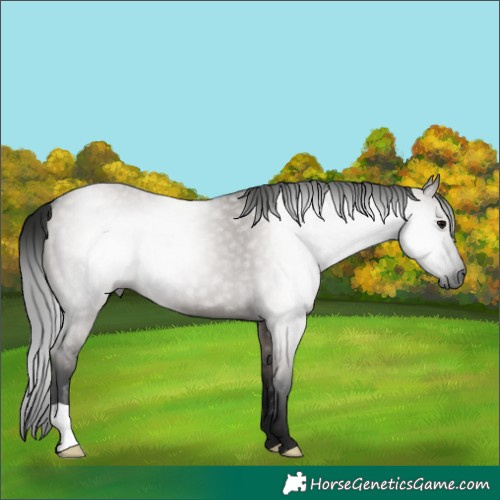 Horse Color:Gray Grullo 