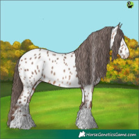 Horse Color:Sable Champagne Near Leopard 