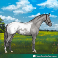 Horse Color:Grullo Appaloosa 