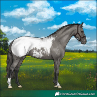 Horse Color:Grullo Appaloosa