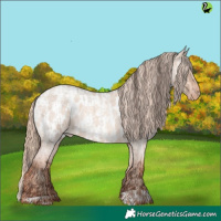 Horse Color:Sable Champagne Roan Dun and Gold Champagne Roan Dun Appaloosa