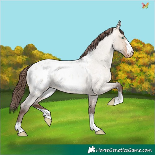 Horse Color:Sable Champagne Roan Dun Appaloosa 