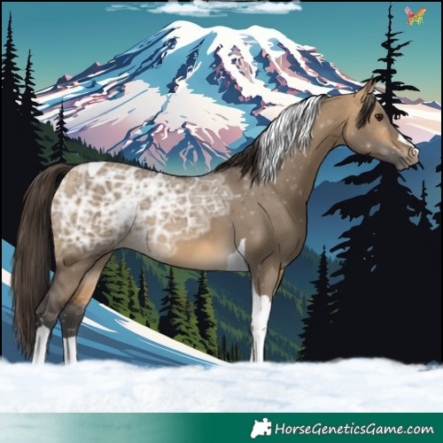 Horse Color:Buckskin Ice Dun Tobiano 