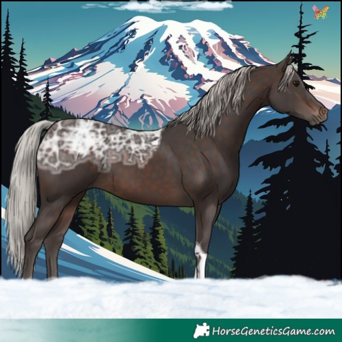 Horse Color:Silver Brown Ice Tobiano 