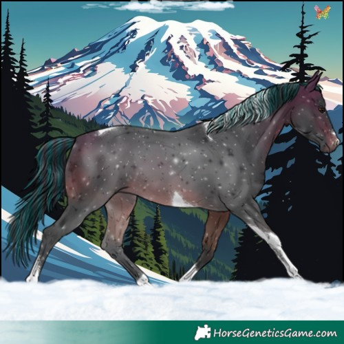 Horse Color:Painted Bay Tobiano 