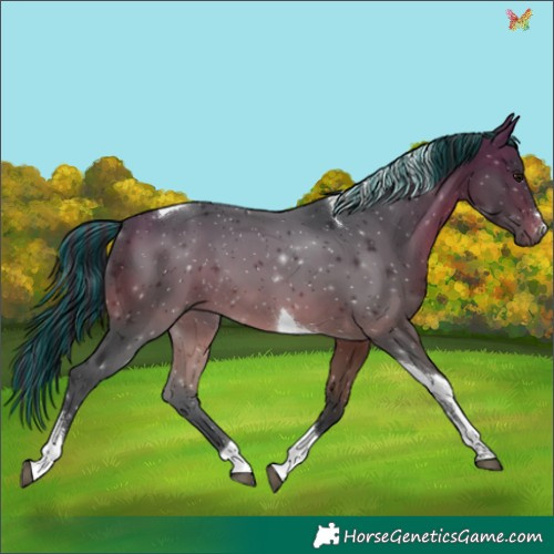 Horse Color:Painted Bay Tobiano